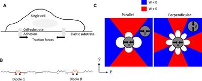 Collective States of Active Particles With Elastic Dipolar Interactions